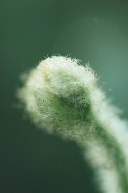 Yüzey makro yeşil yaprakları
