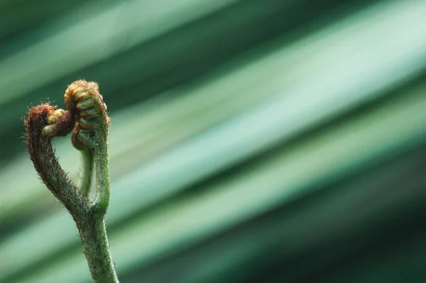 Verde frunze suprafață macro — Fotografie, imagine de stoc