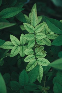 yeşil yapraklar arkaplan