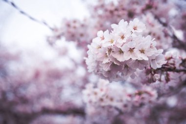 pembe kiraz çiçekleri