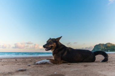 Tay köpek sahilde oturmuş
