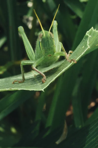 Parlak bir yeşil grasshoppe — Stok fotoğraf