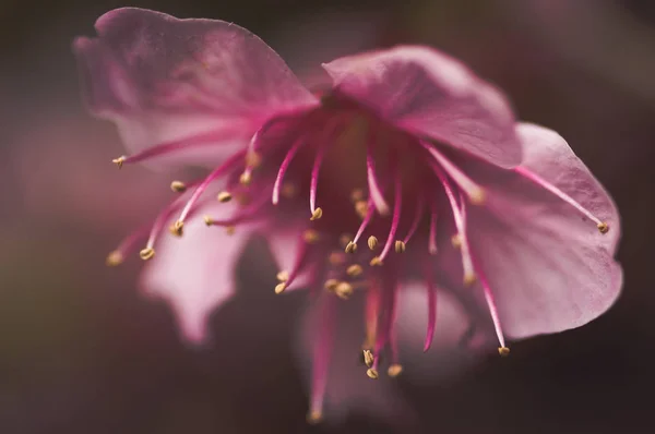 Closeup of beautiful wild himalayan cherry — Stock Photo, Image