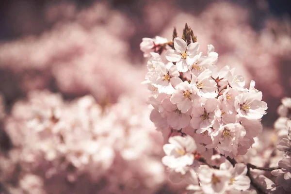 Pink Cherry Blossoms — Stock Photo, Image