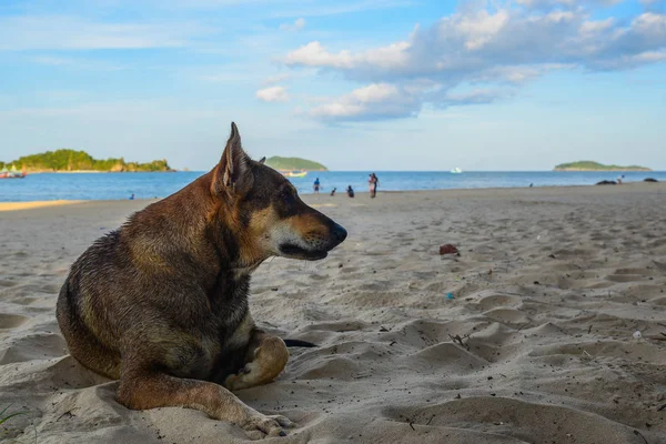 Perro relajante en la playa — Foto de Stock