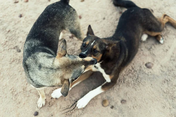 Dos perros en la playa — Foto de Stock