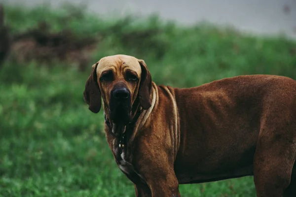 Beagle perro mirando hacia arriba a la cámara — Foto de Stock