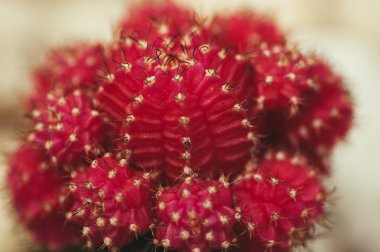 Kaktüs tesisi yakın çekim