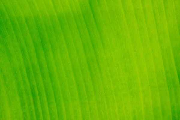 Primer plano de textura de hoja de plátano verde —  Fotos de Stock