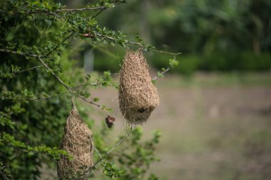 Baya Weaver kuş yuvası