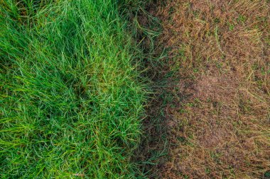 Yeşil Çimen Alanı