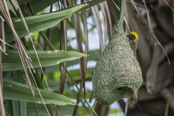 Baya Weaver kuş ve kuş yuvası