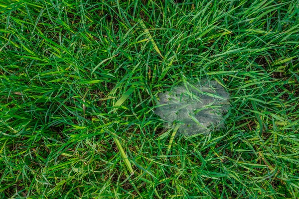 朝露の滴で緑の芝生フィールド — ストック写真