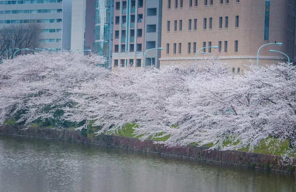 東京、日本で川沿いの満開のピンクの桜 — ストック写真