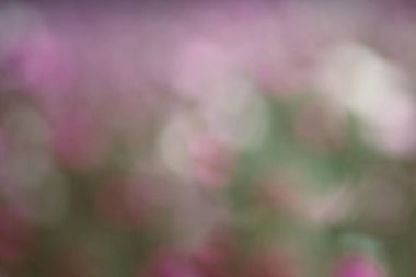 Soyut bulanık bokeh bahar arka plan