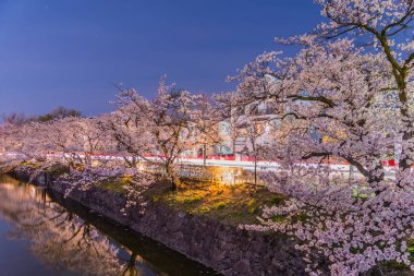 Matsumoto, Japonya gece kiraz çiçekleri