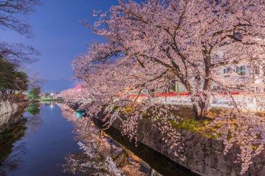 Matsumoto, Japonya gece kiraz çiçekleri