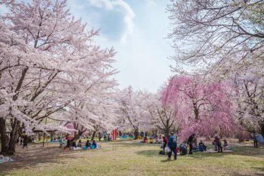 Bahar Hirosaki Kalesi, Aomori ili, j kiraz çiçekleri