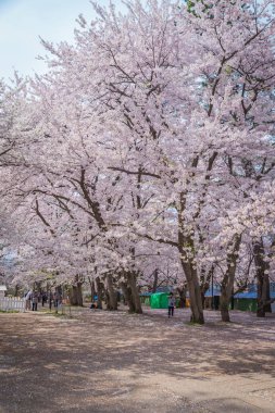 Bahar Hirosaki Kalesi, Aomori ili, j kiraz çiçekleri