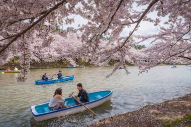 Bahar Hirosaki Kalesi, Aomori ili, j kiraz çiçekleri