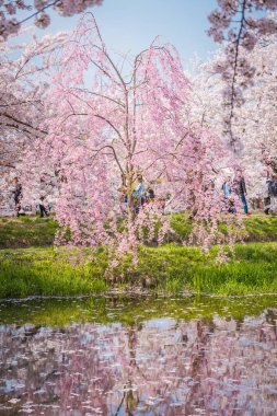 Bahar Hirosaki Kalesi, Aomori ili, j kiraz çiçekleri
