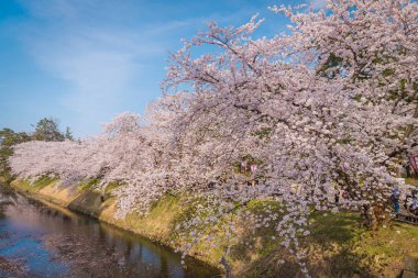 Bahar Hirosaki Kalesi, Aomori ili, j kiraz çiçekleri