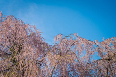 Bahar Hirosaki Kalesi, Aomori ili, j kiraz çiçekleri