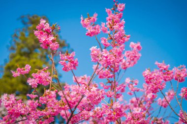 Bahar Hirosaki Kalesi, Aomori ili, j kiraz çiçekleri