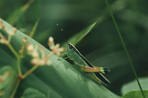 밝은 녹색 메뚜기 — 스톡 사진