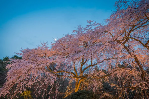 Large Weeping Cherry Tree in spring, Japan — стоковое фото