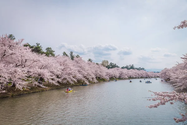 Flores de cerezo en primavera en el castillo de Hirosaki, Prefectura de Aomori, J — Foto de Stock