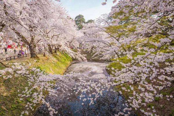 Цветение сакуры весной в замке Хиросаки, префектура Аомори, Дж. — стоковое фото