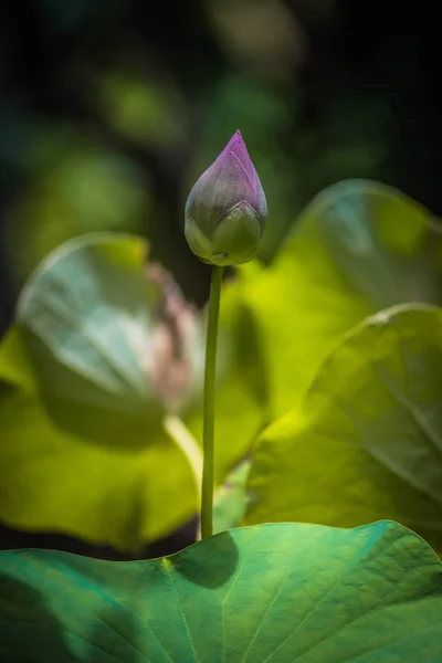 연꽃 수련 — 스톡 사진