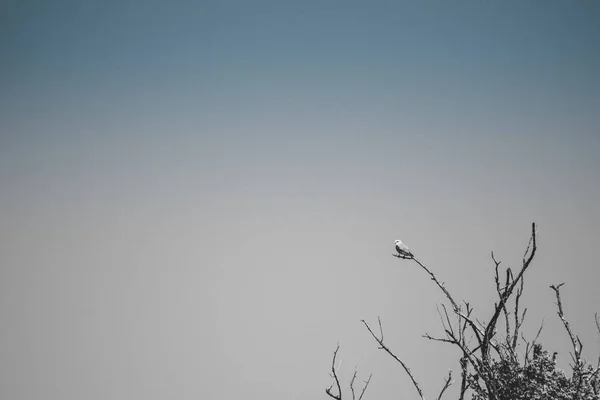 Einzelner Vogel auf Ast sitzend — Stockfoto