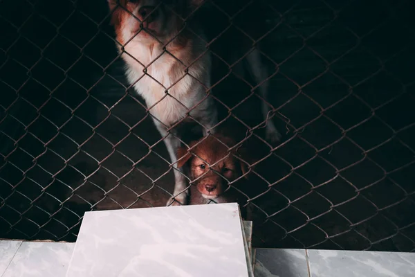 Triste cachorro joven en refugio . — Foto de Stock