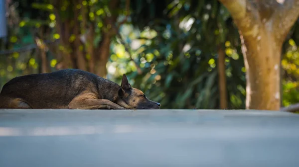 Anjing Thailand kesepian di lantai — Stok Foto