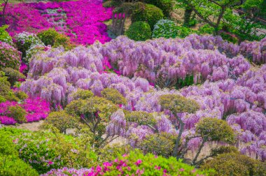 Japon wisteria Festivali bahar süre boyunca 
