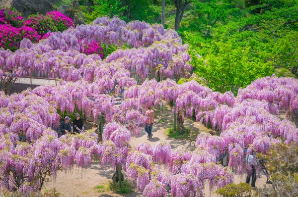 Fiesta de la glicina japonesa durante la primavera — Foto de Stock