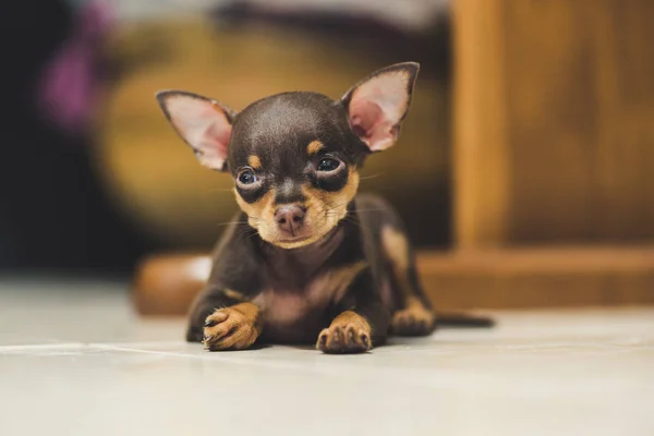 minyatür pinscher köpek yavrusu