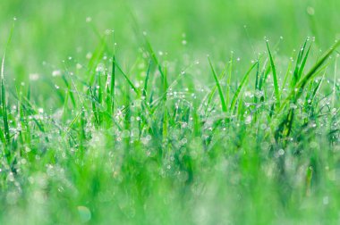Doğal yeşil arka plan. Damla taze bahar çimen