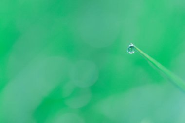 Doğal yeşil arka plan. Damla taze bahar çimen