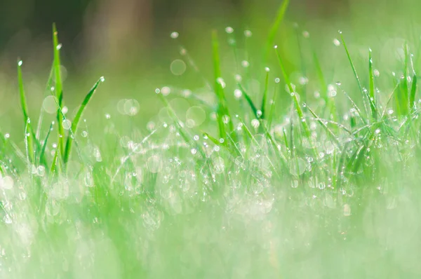 Fondo natural verde abstracto. Hierba fresca con gotas — Foto de Stock