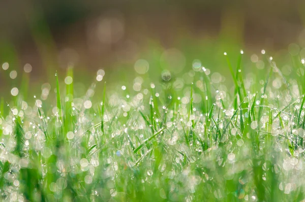 Contexte naturel vert abstrait. Herbe fraîche de printemps avec gouttes — Photo