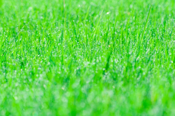 Abstrakte grüne natürliche Hintergrund. frisches Frühlingsgras mit Tropfen — Stockfoto