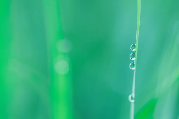 Abstract green natural background. Fresh spring grass with drops — Stock Photo, Image