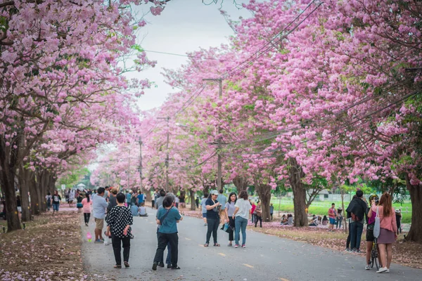 Flor rosa dulce en la temporada de primavera — Foto de Stock