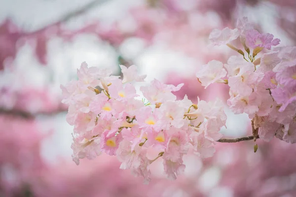 Sweet pink flower blossom in spring season — Stock Photo, Image