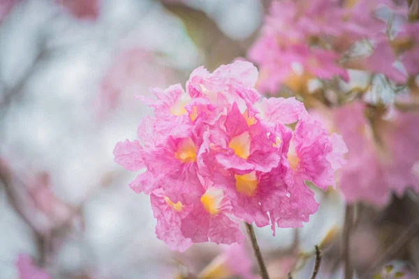 Sweet pink flower blossom in spring season — Stock Photo, Image