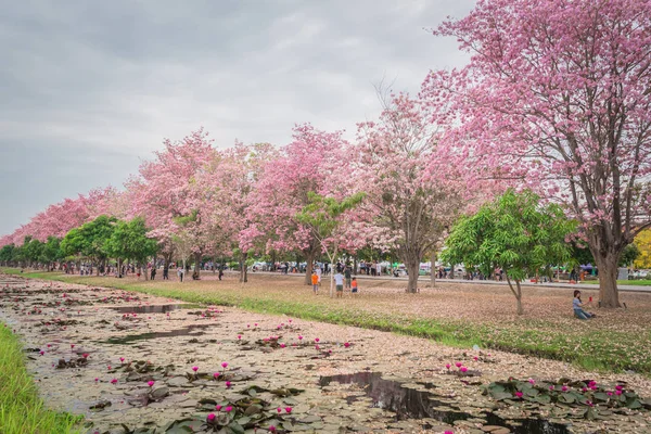 Flor rosa dulce en la temporada de primavera — Foto de Stock