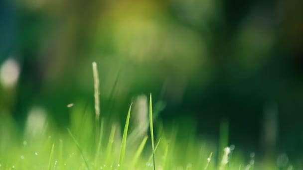 Verschwommenes Gras mit Tautropfen im Frühling. — Stockvideo
